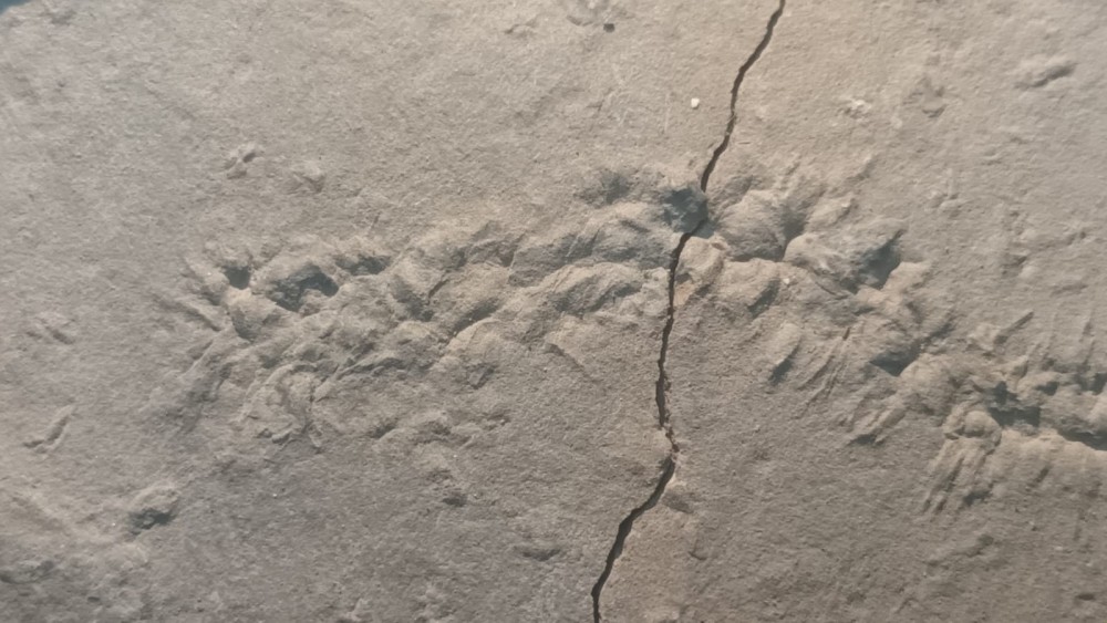 Ichnofossile indet 3.jpeg