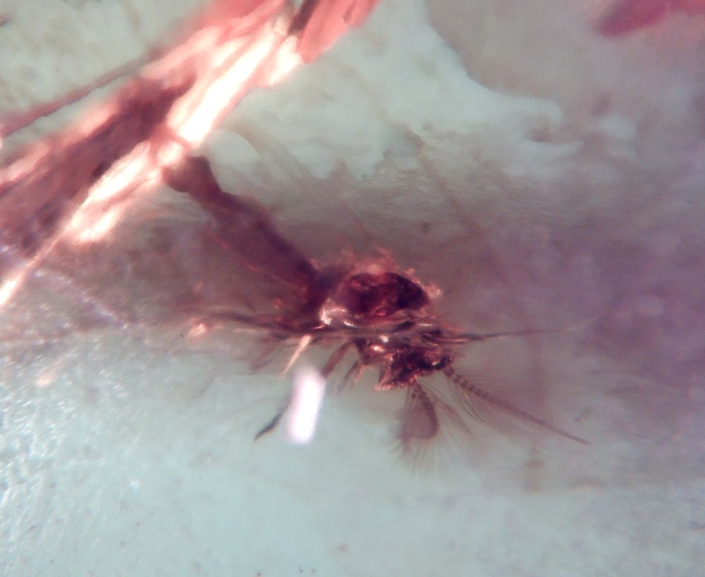 Insecte 23 (K403).jpg