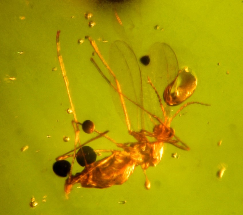 Insecte diptère 1.jpg