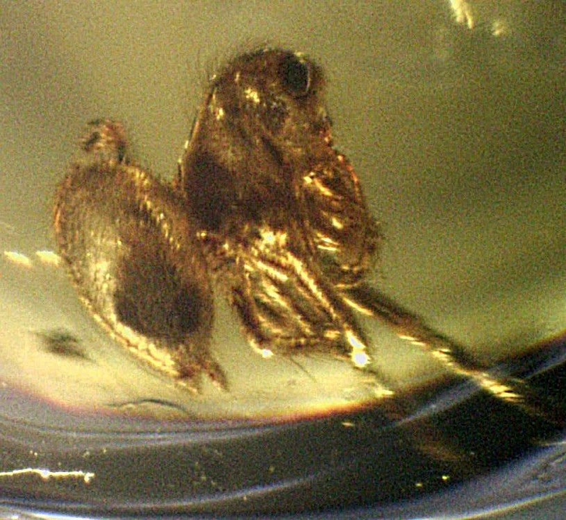 Lagonomegopidae0.thumb.jpg.c2d43d981201e5e2873497db343ae174.jpg