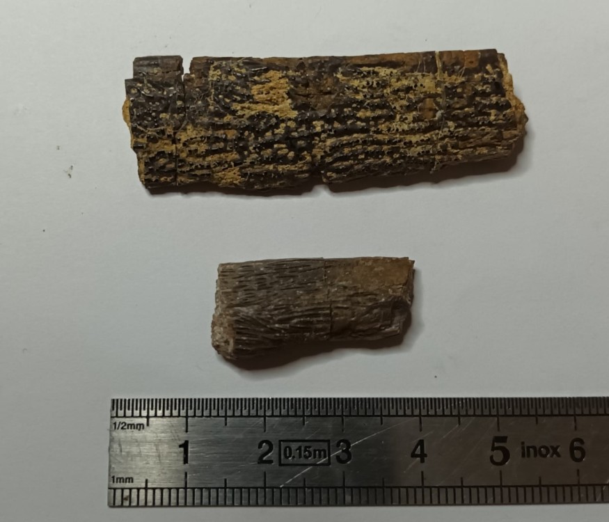 Lepisosteus cf. Atractosteus.jpeg