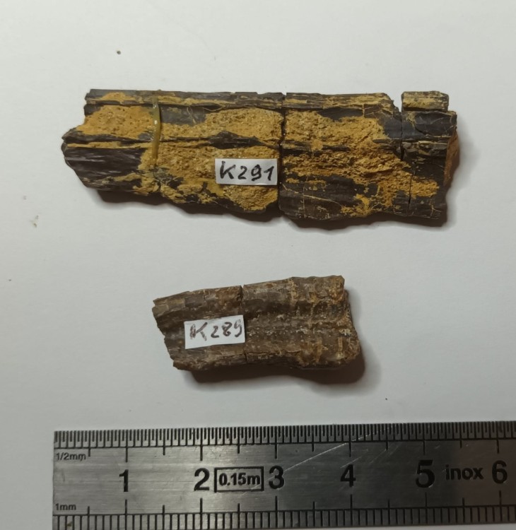 Lepisosteus cf. Atractosteus 1.jpeg