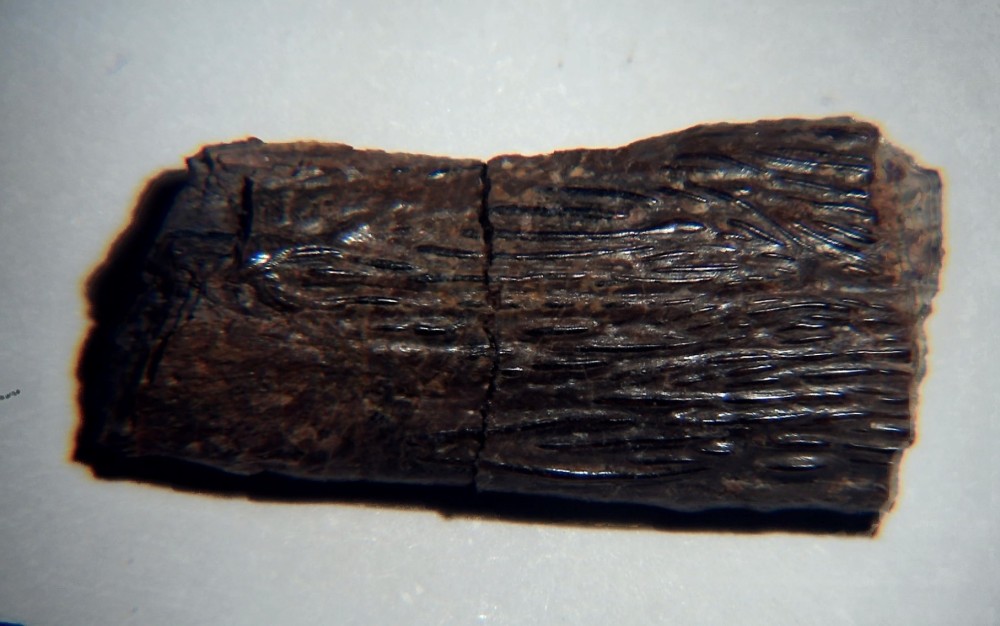 Lepisosteus cf. Atractosteus 2 x7.jpg