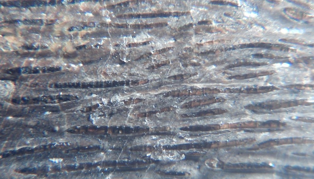 Lepisosteus cf. Atractosteus 3 x12.jpg