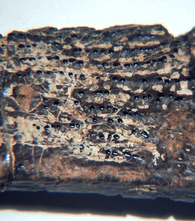 Lepisosteus cf. Atractosteus 4 x7.jpg