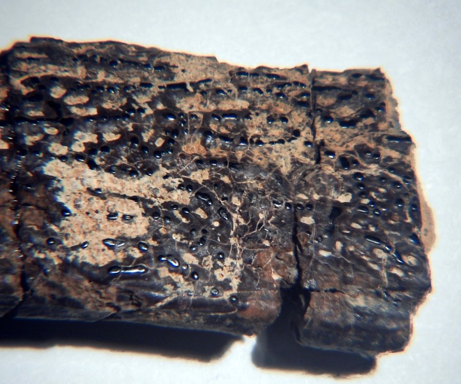 Lepisosteus cf. Atractosteus 5 x7.jpg