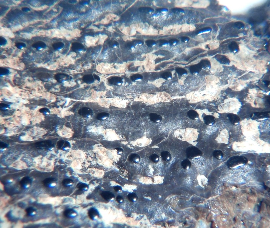 Lepisosteus cf. Atractosteus 6 x12.jpg