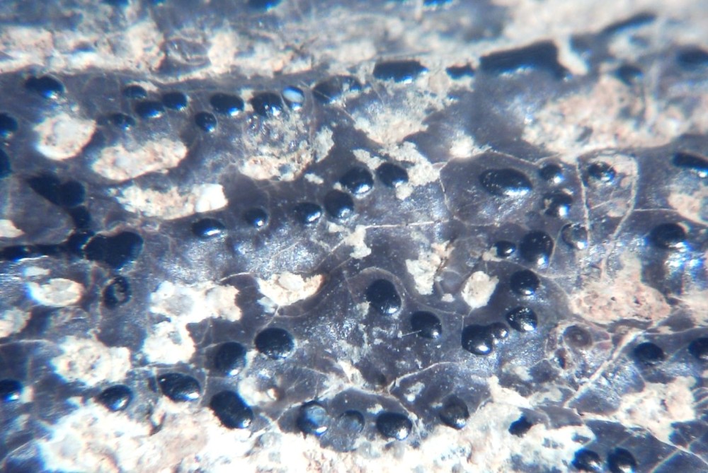 Lepisosteus cf. Atractosteus 7 x12.jpg