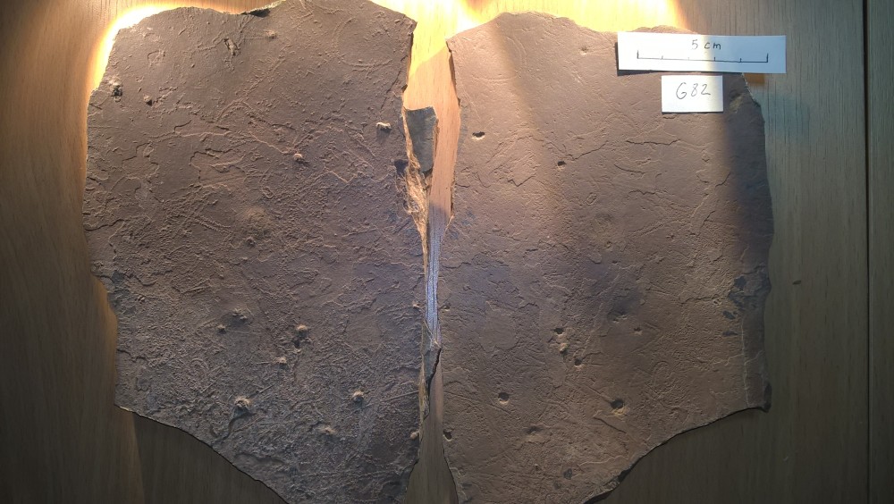 Loc - Conchostracés - G82 - empreinte et contre-empreinte.jpg