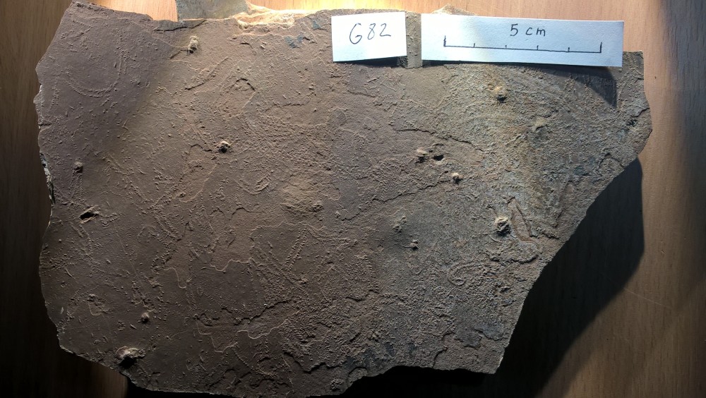 Loc - Conchostracés - G82.jpg