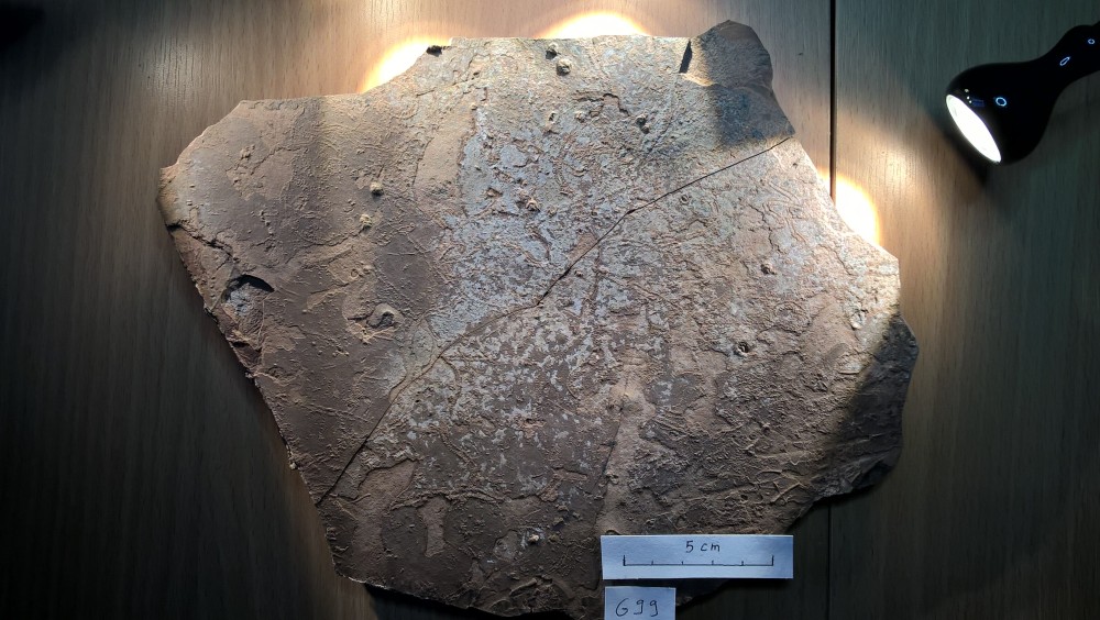 Loc - Conchostracés - G99.jpg