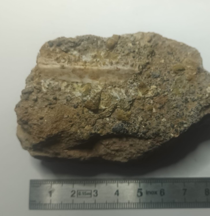 Mâchoire Lépisosteus.jpeg