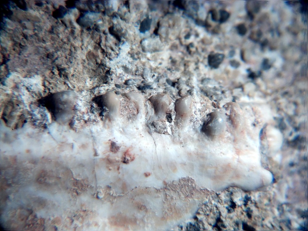 Mâchoire Lépisosteus 2.jpg