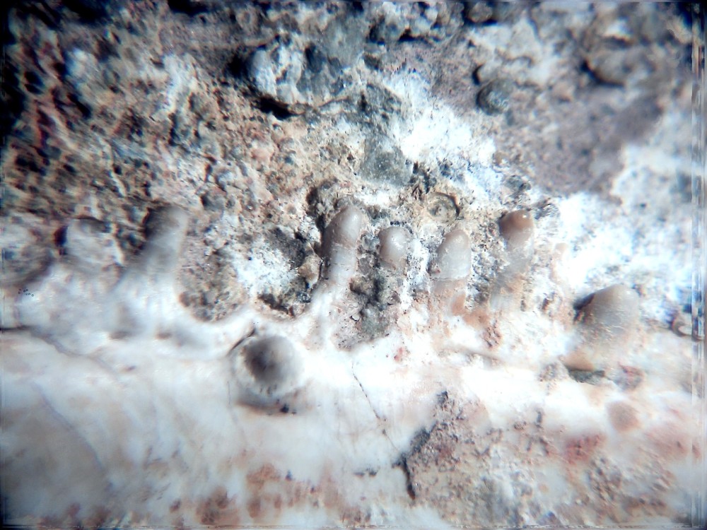 Mâchoire Lépisosteus 3.jpg