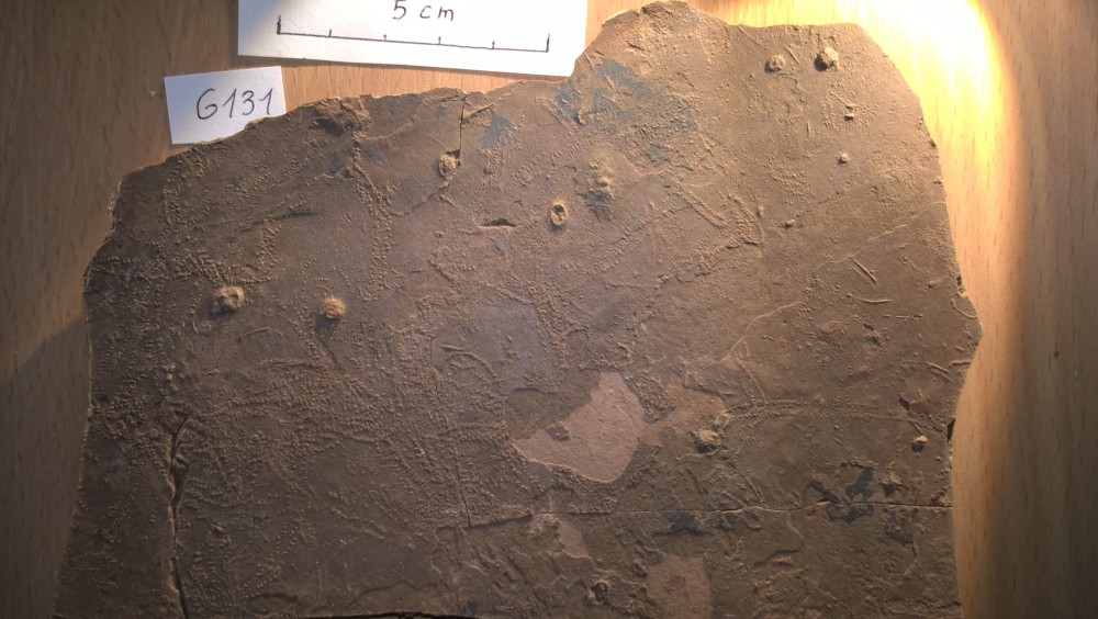 Merifons - Conchostracés - G131.jpg