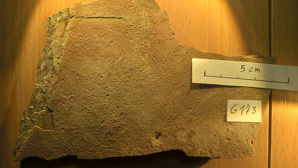 Merifons - Conchostracés - G173.jpg