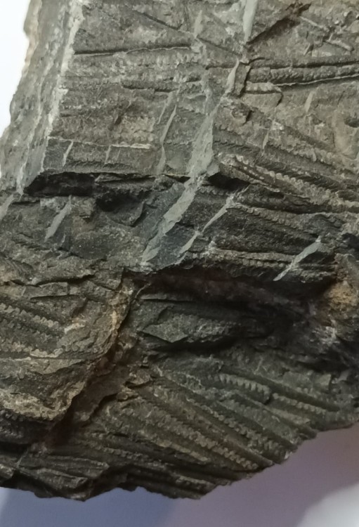 Monograptus sp. 1.jpeg