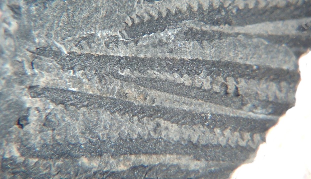 Monograptus sp. 3.jpg