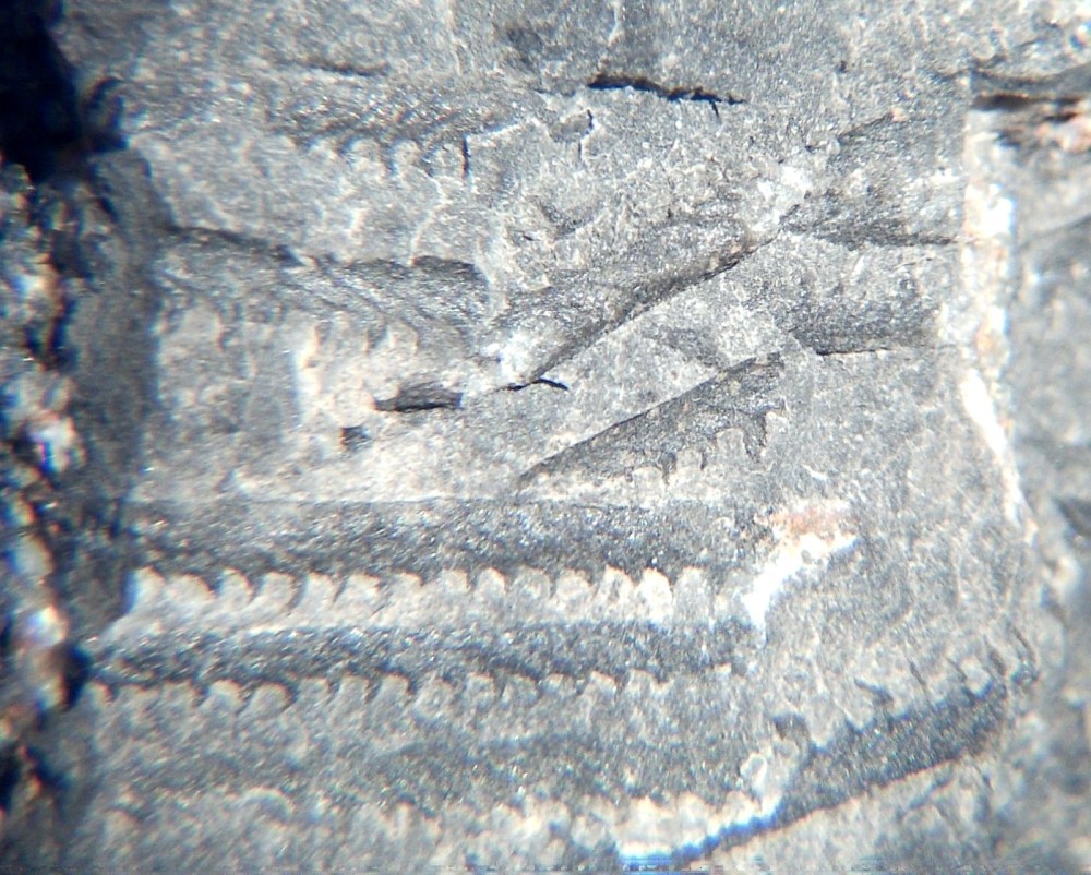 Monograptus sp. 4.jpg