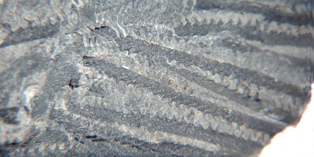 Monograptus sp. 5.jpg