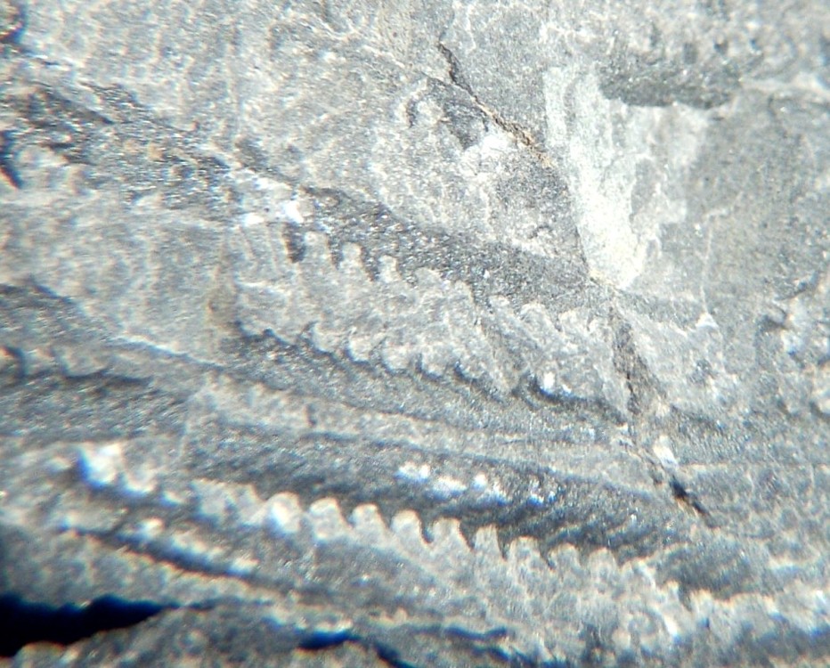 Monograptus sp. 6.jpg