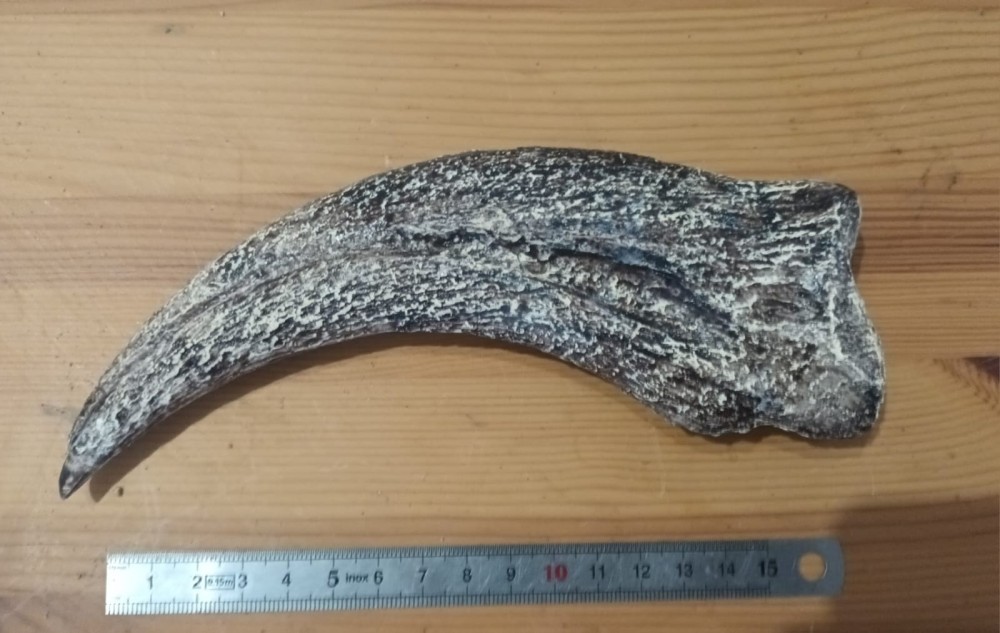 Moulage de griffe.jpeg