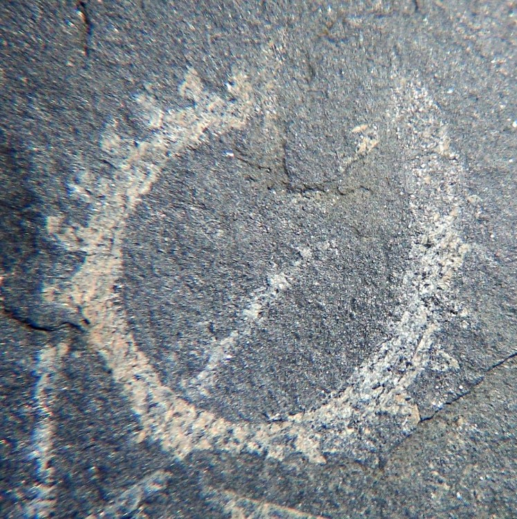 Spirograptus spiralis.jpg