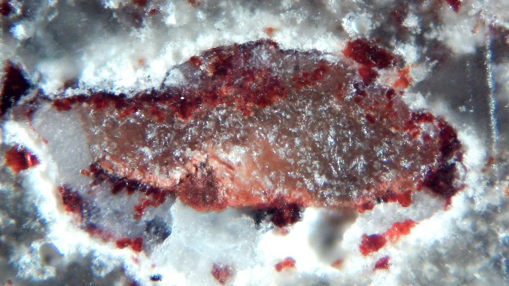 Tisserlitine 001 10.jpg