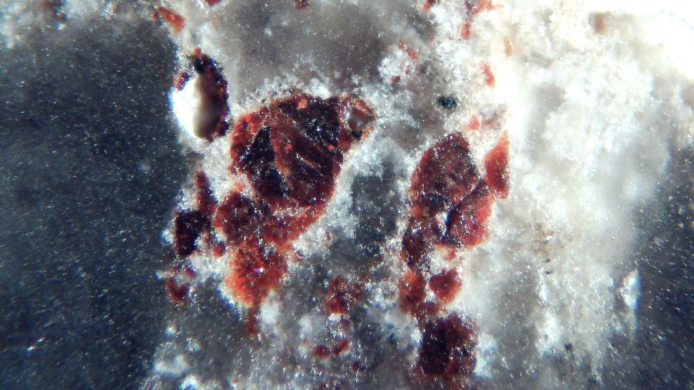 Tisserlitine 001 5.jpg