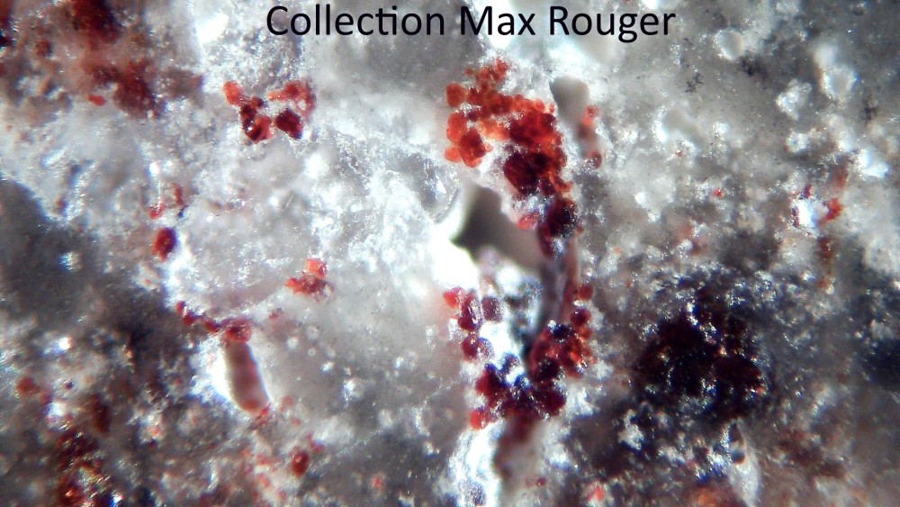 Tisserlitine 001 6.jpg