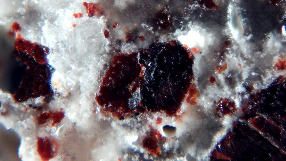 Tisserlitine 001 7.jpg