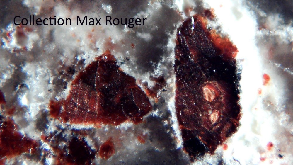 Tisserlitine 001 8.jpg