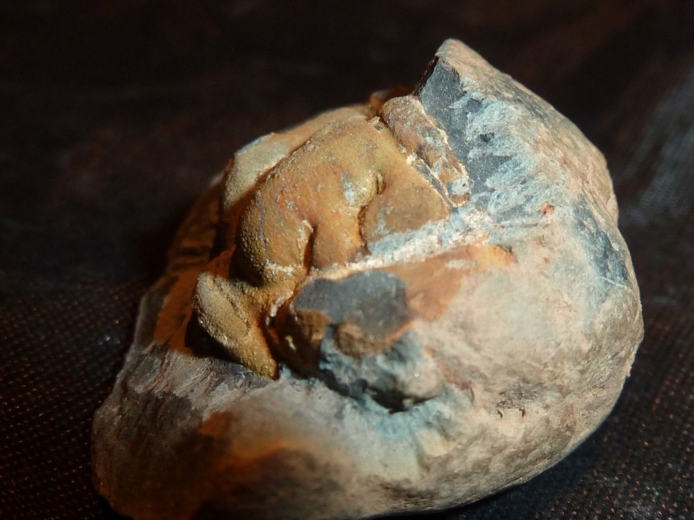 Trilobite 2018 (10).JPG