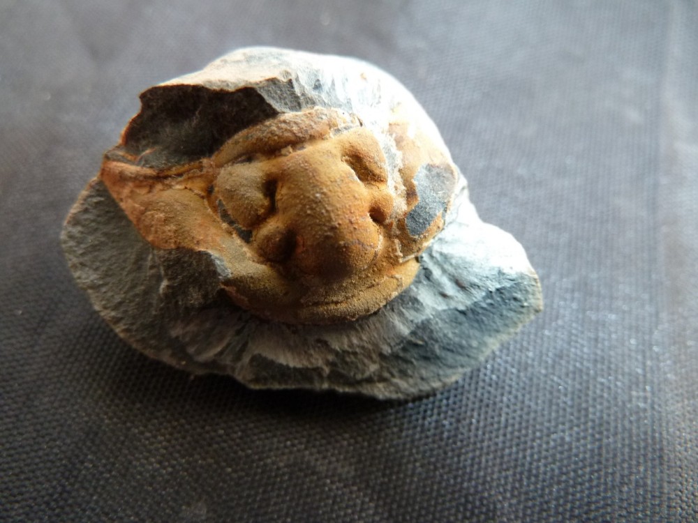 Trilobite 2018 (8).JPG