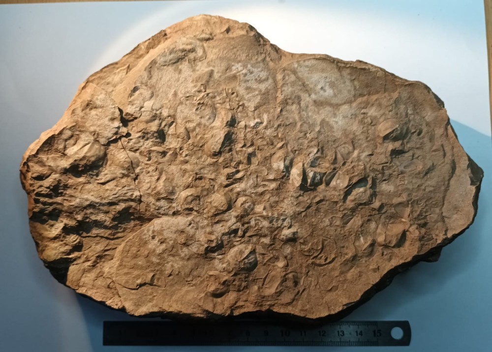 Triops cancriformis permiensis 1.jpeg