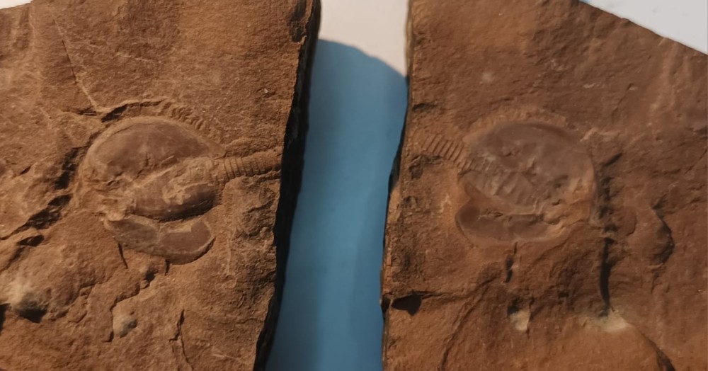 Triops cancriformis permiensis 2.jpeg