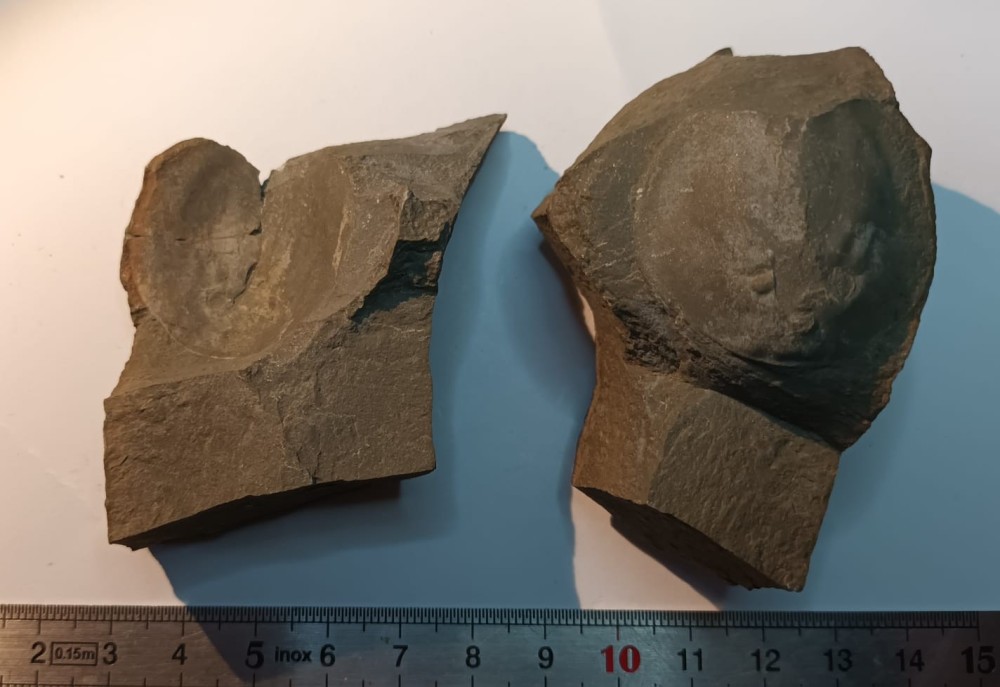 Triops cancriformis permiensis 4.jpeg