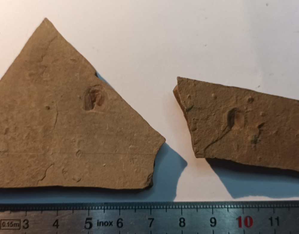 Triops cancriformis permiensis 5.jpeg