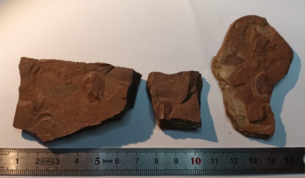 Triops cancriformis permiensis 6.jpeg