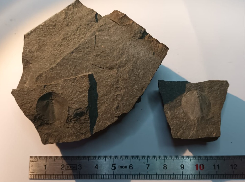 Triops cancriformis permiensis 7.jpeg