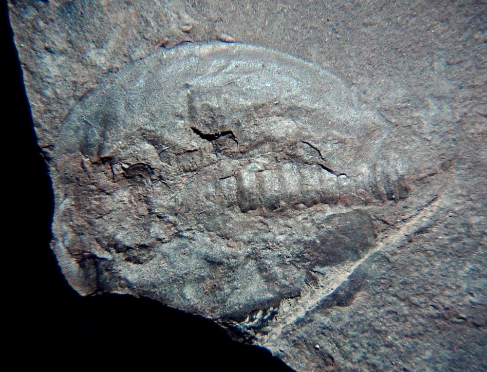 Triops cancriformis permiensis 8.jpg