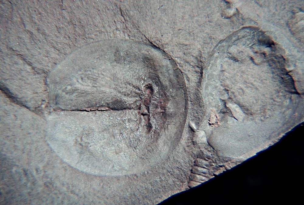 Triops cancriformis permiensis 9.jpg