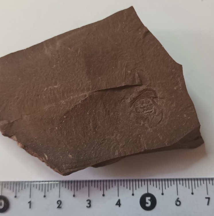 WhatsApp Image 2026-02-17 at 09.27.21.jpeg