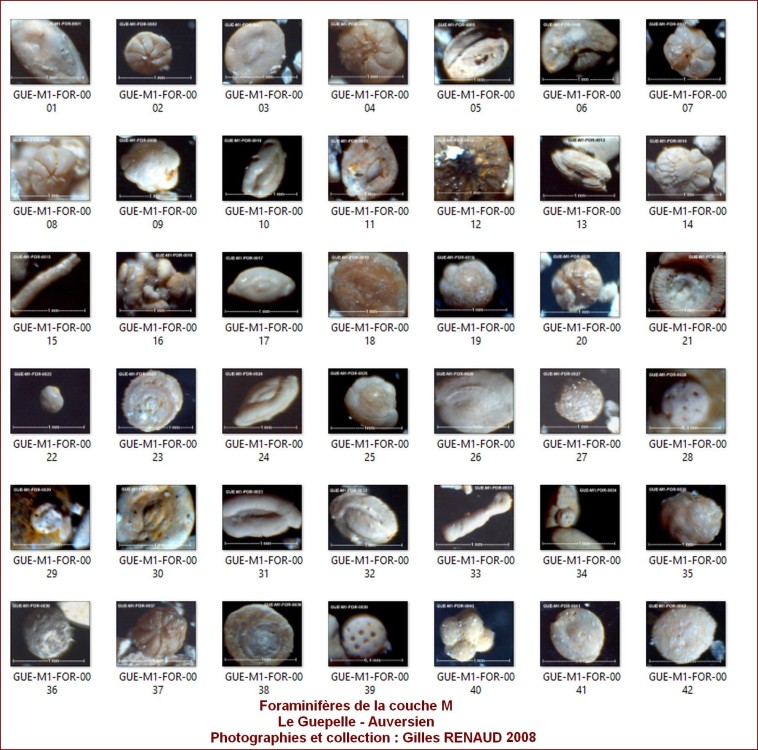 foraminiferes_couche_m.jpg