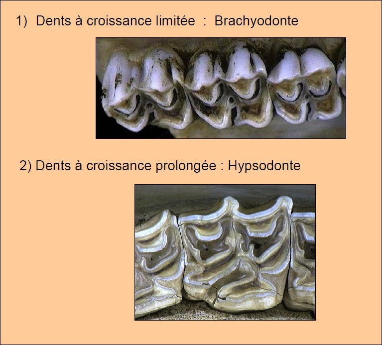 hypsodonte_vs_brachyodonte.jpg.71a0370943b61564130be2ee061cd086.jpg