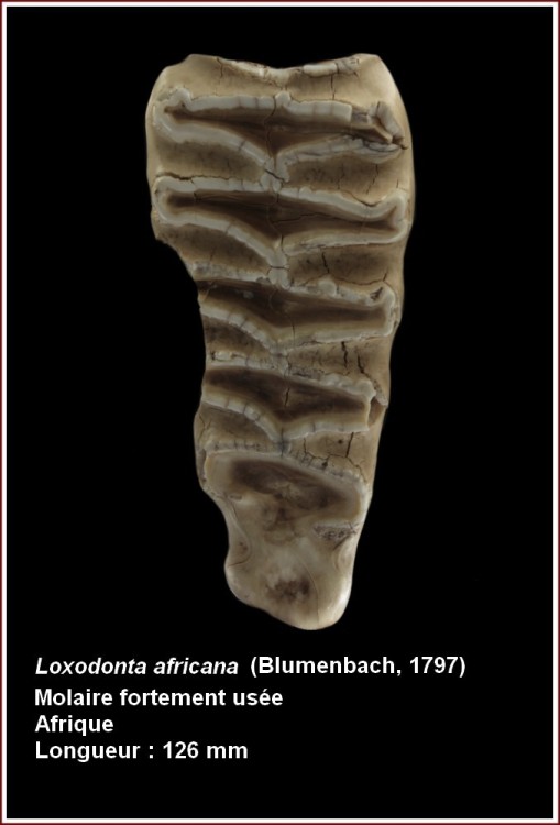 pl_loxondata_africana.jpg