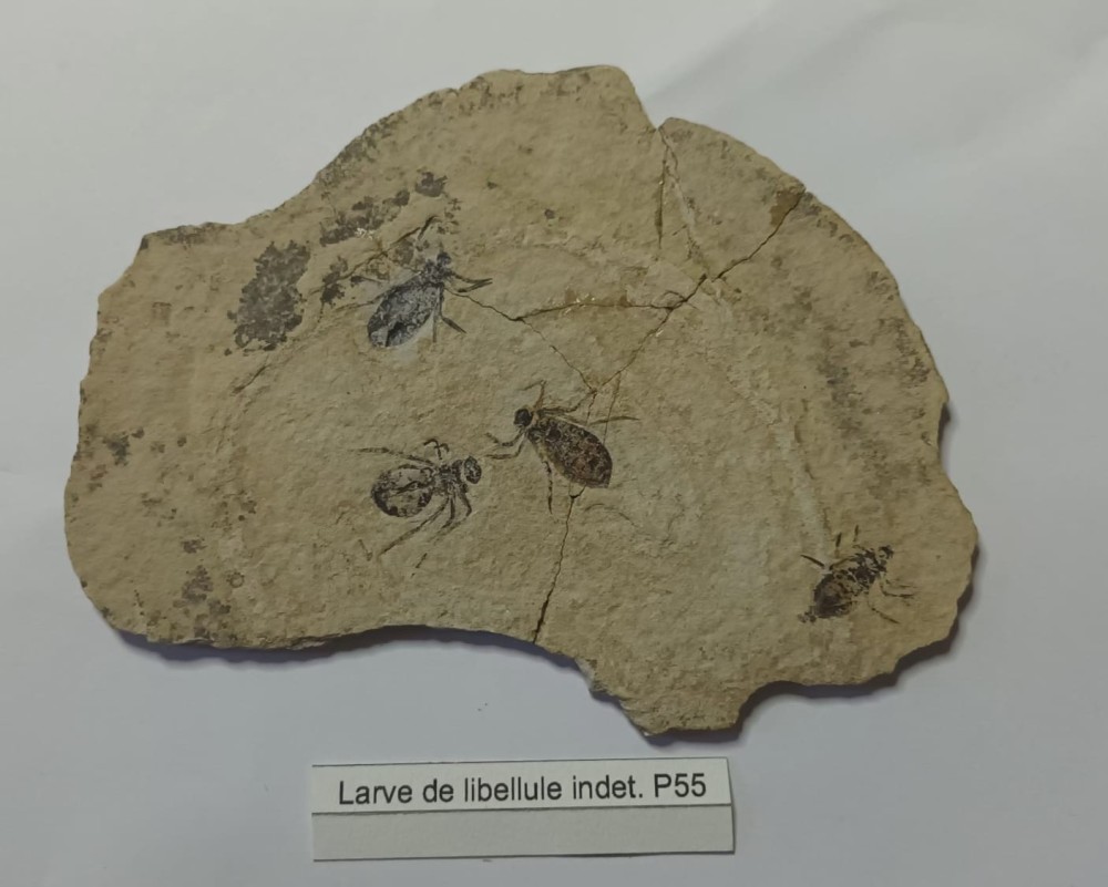 Larve de libellule.jpeg