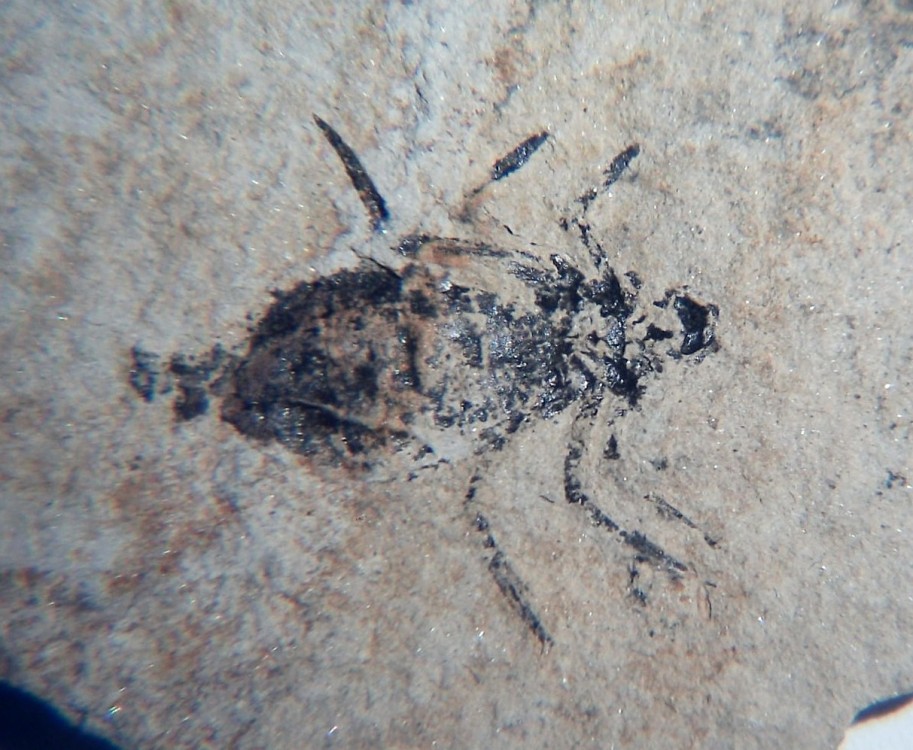 Larve de libellule 1.jpg