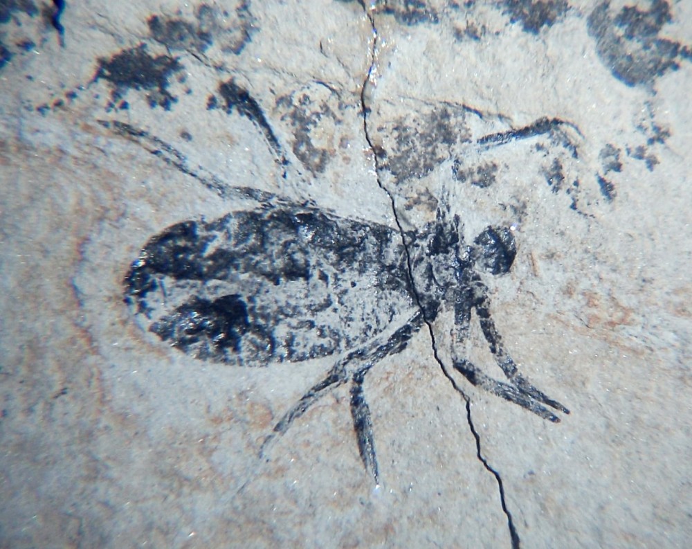 Larve de libellule 2.jpg