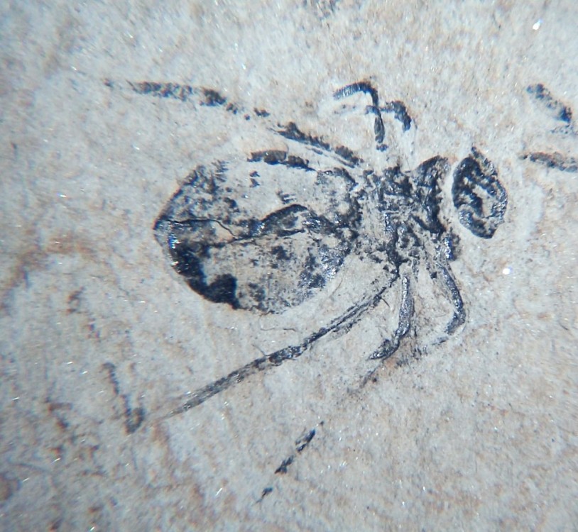 Larve de libellule 3.jpg